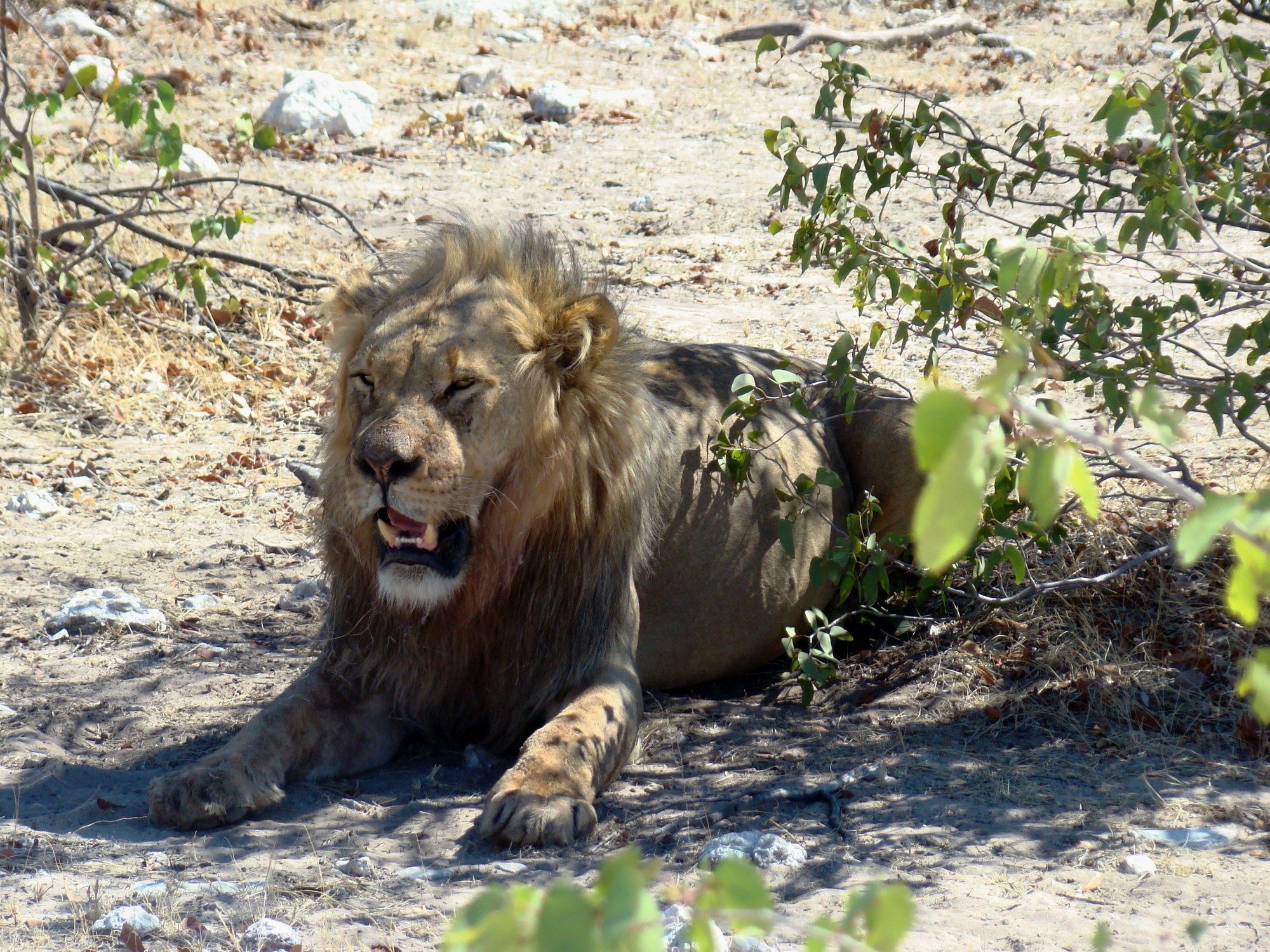 Gondwana Etosha Safari Lodge Okaukuejo Dış mekan fotoğraf